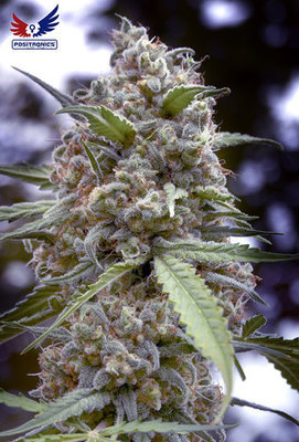 Positronics - Grape Fruit (fem.) 02759