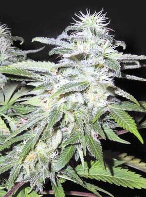 The Flying Dutchmen - Afghanica (reg.) 01830