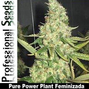 Professional Seeds - Pure Power Plant (fem.) 03432