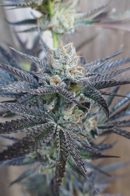 HortiLab - StarBud Sister (fem.) 00048