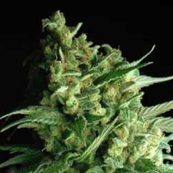 Sagarmatha Seeds - DoubleBubbleBerry (fem.) 03972