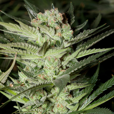 G13 Labs Seeds - Mozarella aka Cheese (fem.) 03454