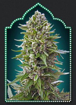 00 Seeds - Auto Northern Lights (auto/fem.) 02866