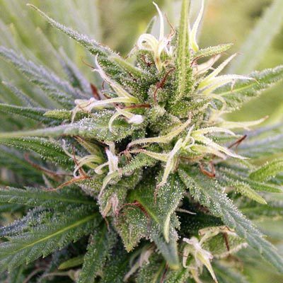 Ace Seeds - Guatemala (reg.) 02793