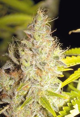 The Flying Dutchmen - Kerala Krush (reg.) 01838