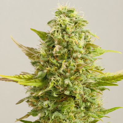 G13 Labs Seeds - Royal Kush (fem.) 03465