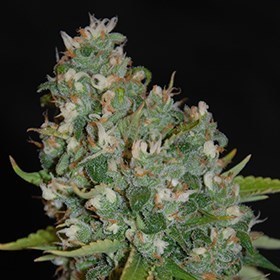 G13 Labs Seeds - OG 13 (fem.) 03460