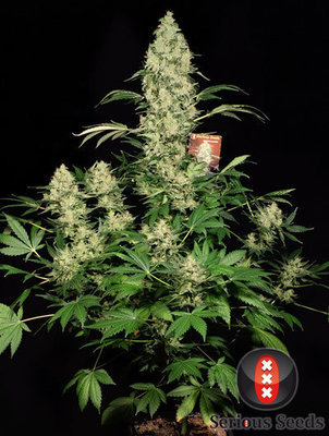 Serious Seeds - AK-47 (reg.) 03854