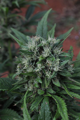Mr. Nice Seeds - U2 (reg.) 04606