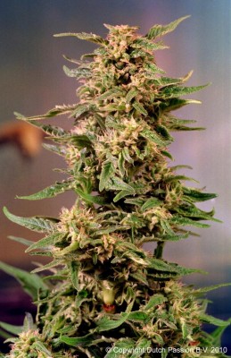 Dutch Passion - Voodoo ® 03596