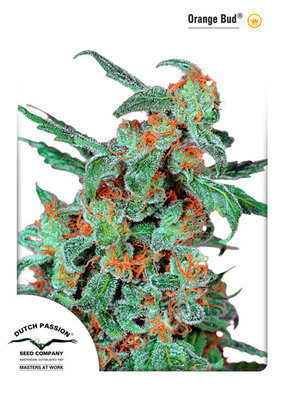 Dutch Passion - Orange Bud (reg.) 03562