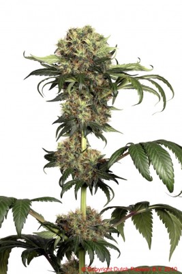 Dutch Passion - Isis ® 03404