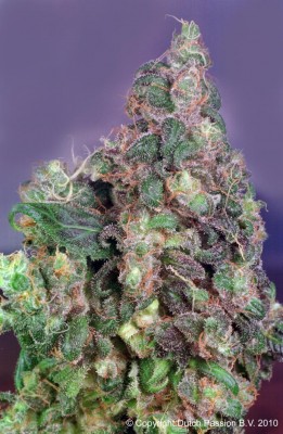 Dutch Passion - Original Flo ® 03400