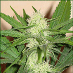 Sagarmatha Seeds - Cheez Wreck (fem.) 03970