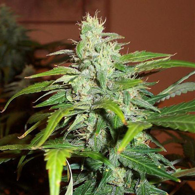 Joint Doctor (High Bred Seeds) - Lowryder №1 (auto/fem.) 02023
