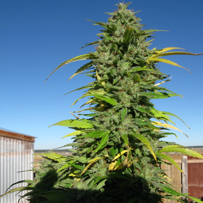 CBD Crew - CBD Yummy (fem.) 00040