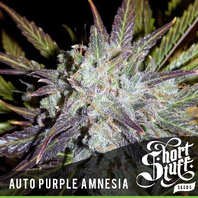 Short Stuff Seeds - Auto Purple Amnesia (auto/fem.) 02205