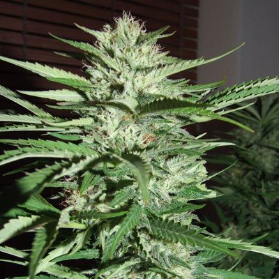 G13 Labs Seeds - Pineapple Express (fem.) 03461