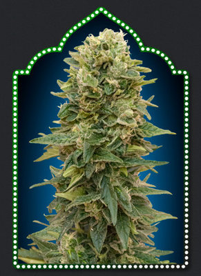 00 Seeds - Auto Afghan Mass (auto/fem.) 02861