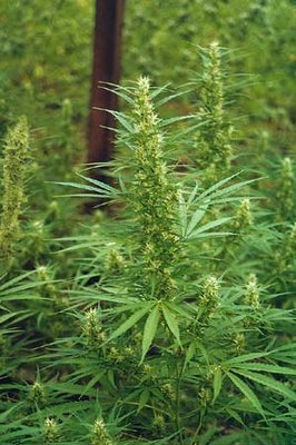 The Flying Dutchmen - Mixed Sativa Diva's (reg.) 01839