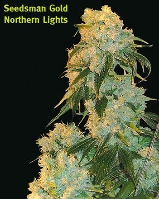 Seedsman - Northern Lights (reg.) 01078