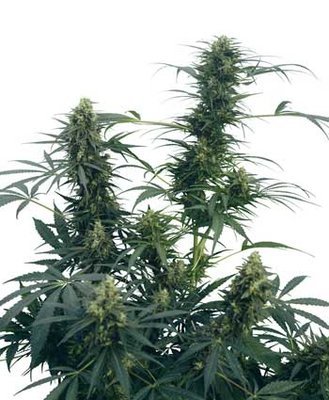 Sensi Seeds - Guerrilla's Gusto ® (reg.) 03920