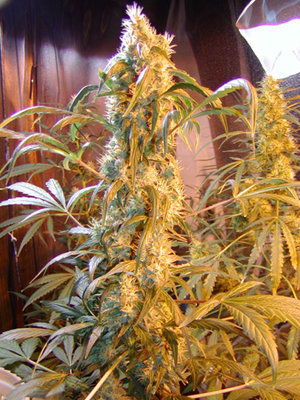 Mr. Nice Seeds - Mango x Widow (reg.) 04585