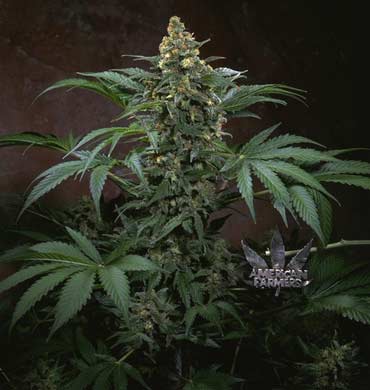 T.H. Seeds - Bubblegum (reg.) 03747