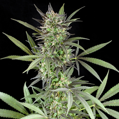 G13 Labs Seeds - Blue Venom (fem.) 03452