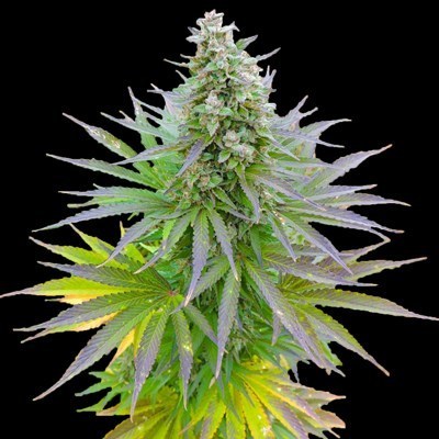 G13 Labs Seeds - Blueberry Gum (fem.) 03453
