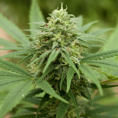 G13 Labs Seeds - Pineapple Express #2 Fast Version (fem.) 03462