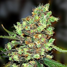 G13 Labs Seeds - Skunk #1 (fem.) 03466
