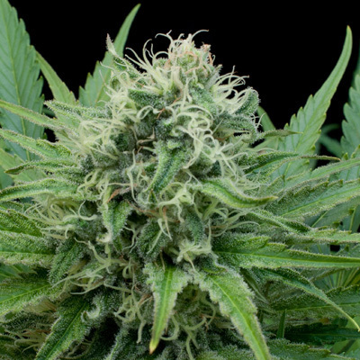 G13 Labs Seeds - Raw Diesel (fem.) 03464