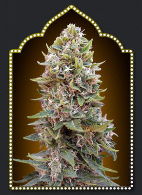 00 Seeds - Auto Cheese Berry (auto/fem.) 02865