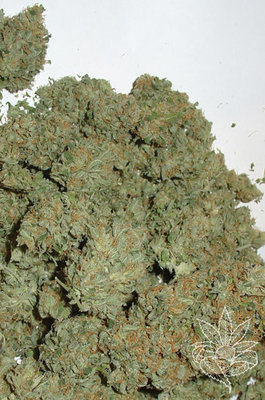 Homegrown Fantaseeds - Masterkush (fem.) 04467