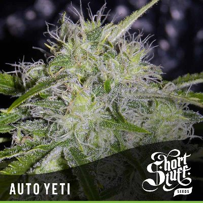 Short Stuff Seeds - Auto Yeti (auto/fem.) 02207