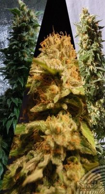 Kannabia Seeds - Outdoor Mix (fem.) 01573