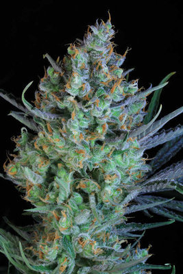 TGA Subcool Seeds - Jacked-Up (reg.) 04415