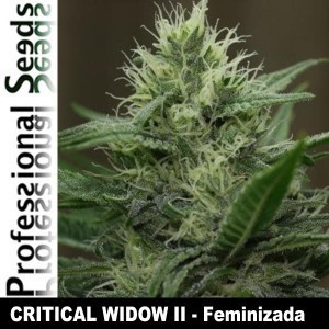 Professional Seeds - Critical Widow II (fem.) 03436