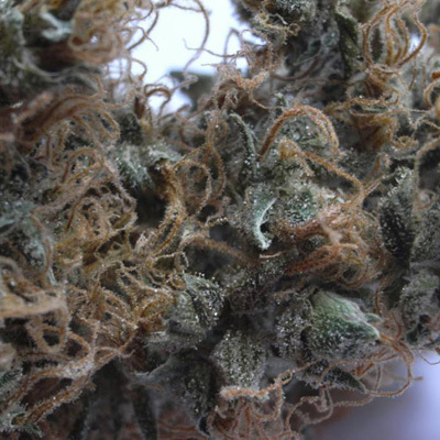 Mr. Nice Seeds - NHS - National Health Service (reg.) 04601