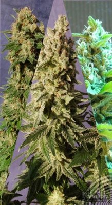 Kannabia Seeds - Sabor Mix (fem.) 01574