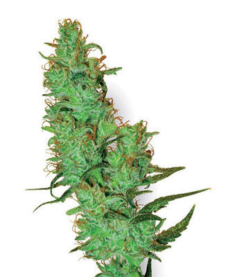 White Label Seeds - Jack Herer (reg.) 04504