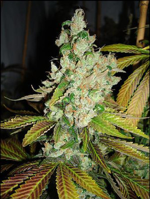 HortiLab - Sour Pink Grapefruit (reg.) 00043