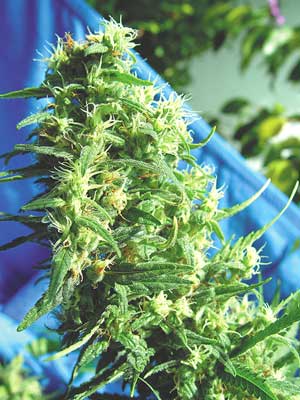 The Flying Dutchmen - Thai Tanic (reg.) 01845