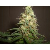 Amaranta Seeds - Amaranta Easy Bud (auto/fem.) 01070