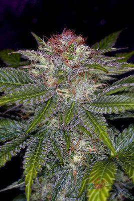 TGA Subcool Seeds - Deep Purple (reg.) 04408