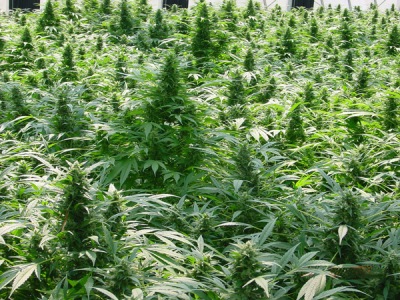 Mr. Nice Seeds - Dreamtime (reg.) 04578