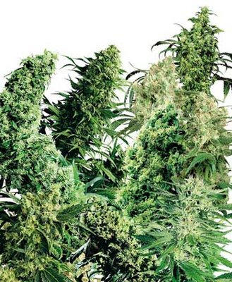 Sensi Seeds - Indoor Mix ® (reg.) 03933