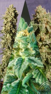 Kannabia Seeds - Flamenco Mix (fem.) 01571