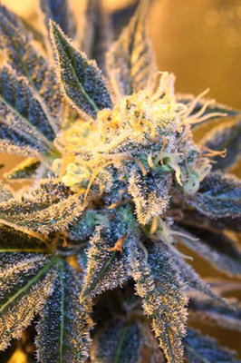 TGA Subcool Seeds - Kaboom (reg.) 04419